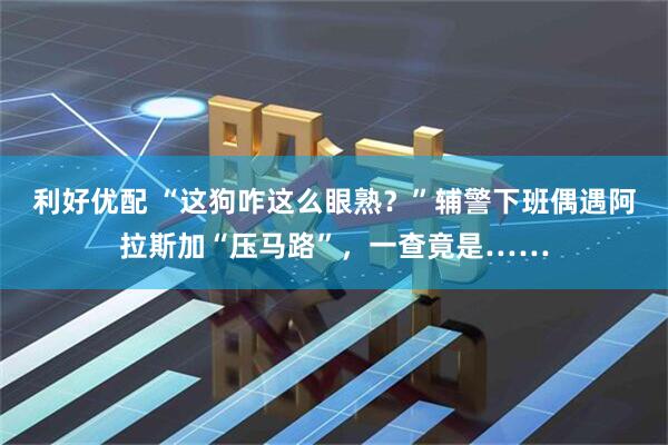 利好优配 “这狗咋这么眼熟?”辅警下班偶遇阿拉斯加“压马路”,一查竟是……